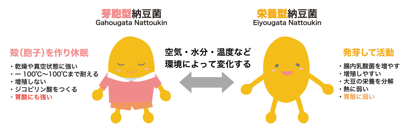 芽胞型納豆菌のイメージ